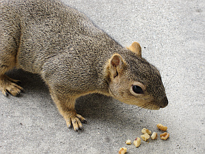 squirrel_sm