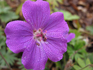 foggy_02_sm