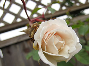 foggy_03_sm