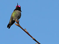 humming_01_sm