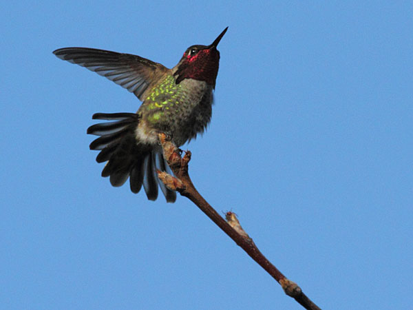 humming_02_sm
