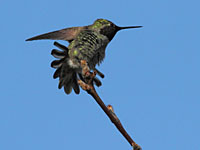 humming_03_sm