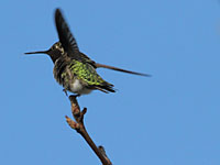 humming_04_sm