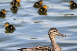 fowl_01_sm fowl_01_sm