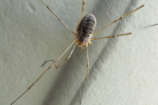 spider_sm spider_sm