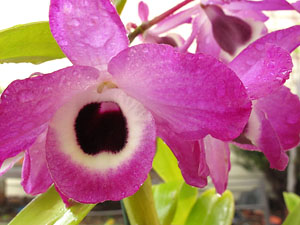 orchids_02_sm