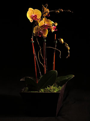 Phalaenopsis