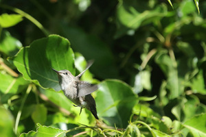 baby_hummer_1