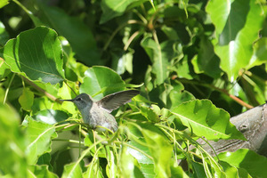baby_hummer_2