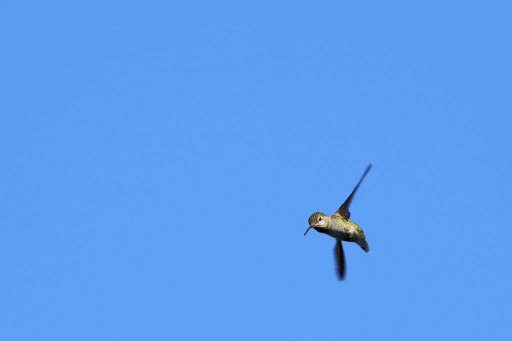 burd_am_02_med