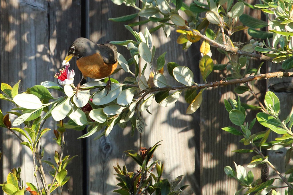 burd_am_03_med