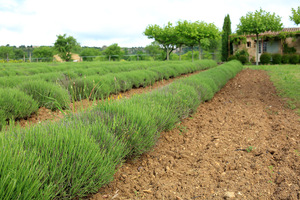 fontblanche_lavender
