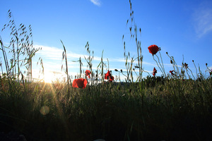 fontblanche_poppy