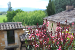 patio_flowers