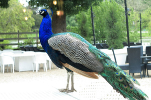 peacock_bois_de_vincennes