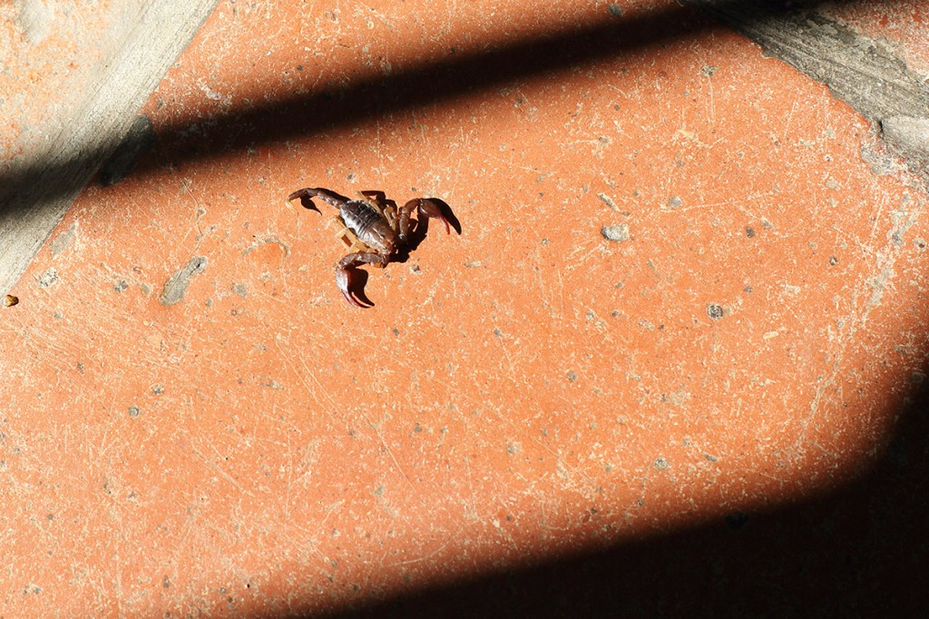 Scorpion