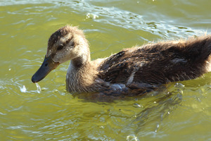 teen_duck_1