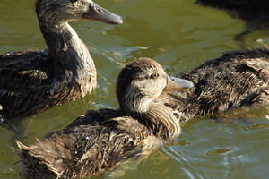 teen_duck_2