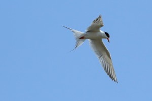 feathers_1