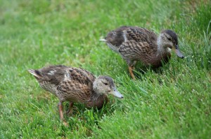 feathers_11