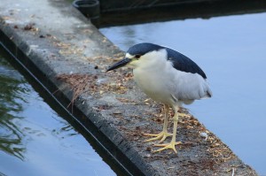 feathers_12