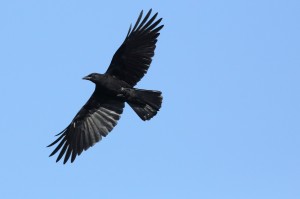 feathers_2