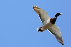 feathers_3