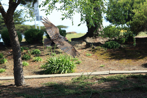 feathers_4
