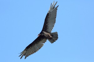 feathers_5