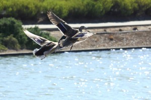 feathers_6