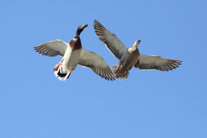 feathers_7