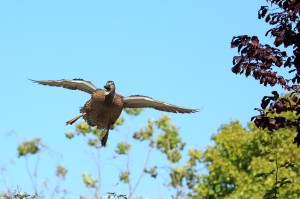 feathers_8
