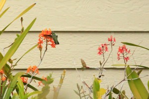 feathers_9