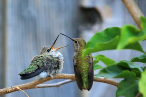 feeding_01