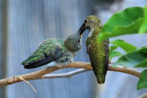 feeding_02