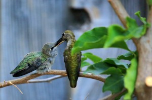 feeding_03