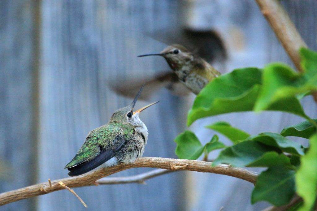 feeding_05