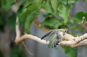feeding_06