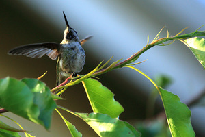 humming_1