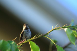 humming_2