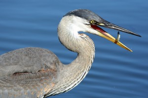 gr8t_blu_heron_01