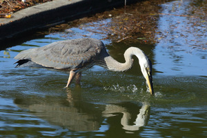 gr8t_blu_heron_04