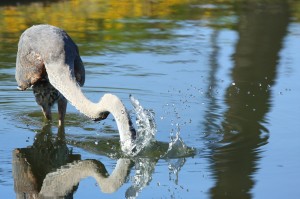 gr8t_blu_heron_06
