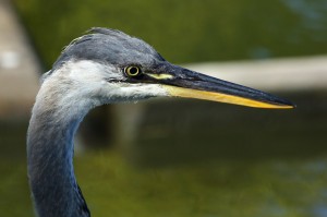 gr8t_blu_heron_08