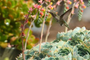 hummer_fuud_02