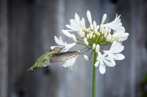 humphrey_flower_01
