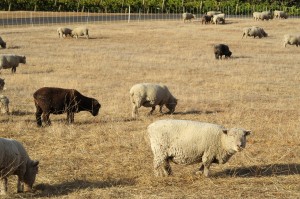 livermore_011