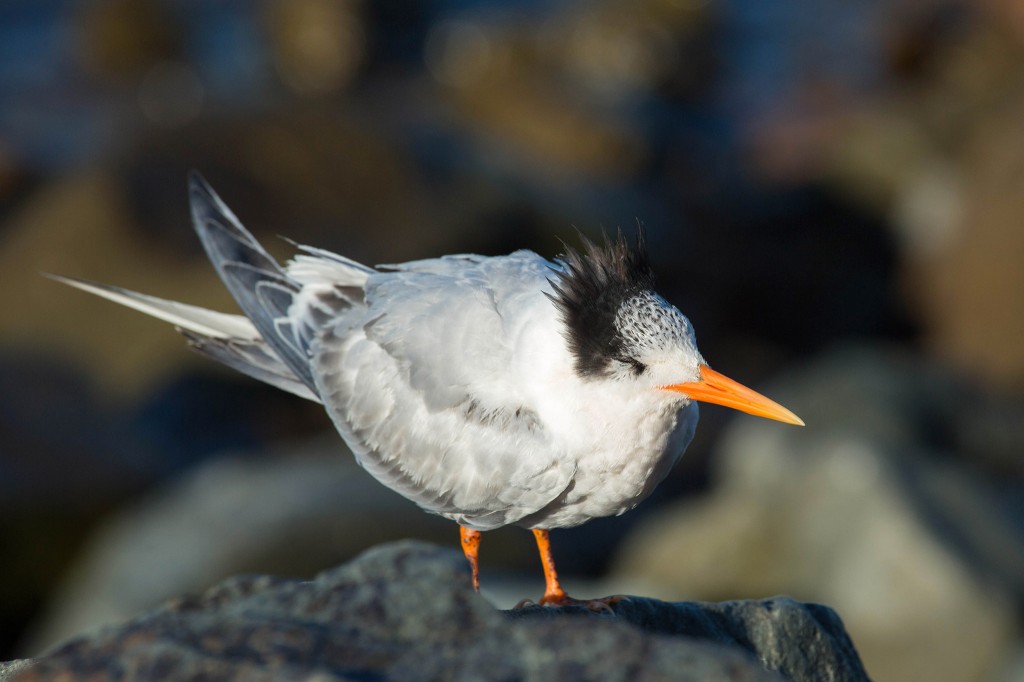 unknown_burd_01