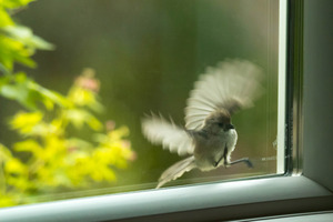 pecker_01