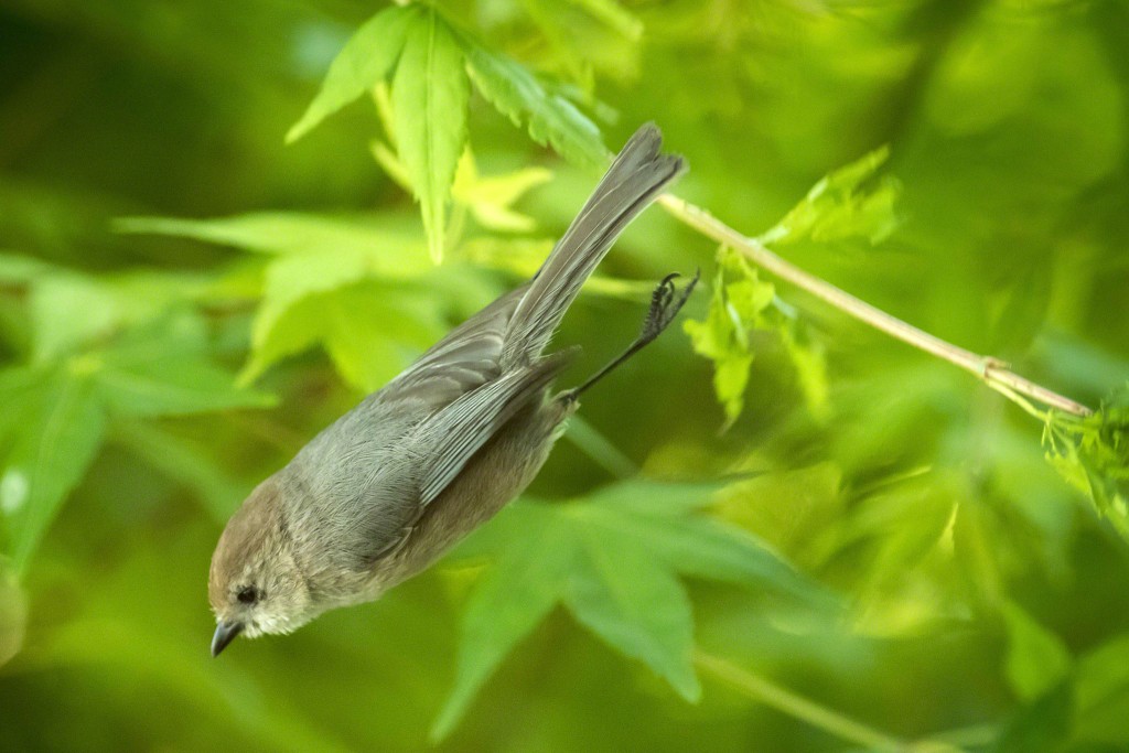 diving_burd